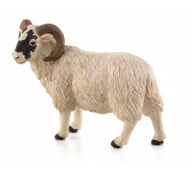 Mojo Animal Planet Beran Hampshire